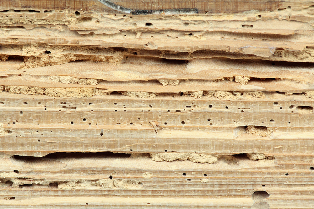 Wood damage caused by termites seen while preforming home inspections services
